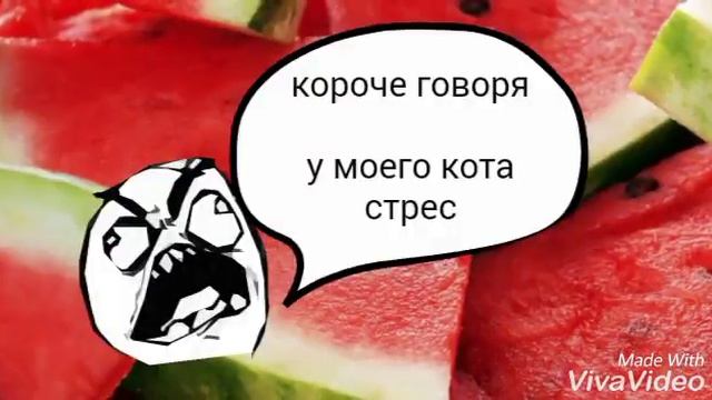 Короче говоря у моего кота стресс смотреть онлайн