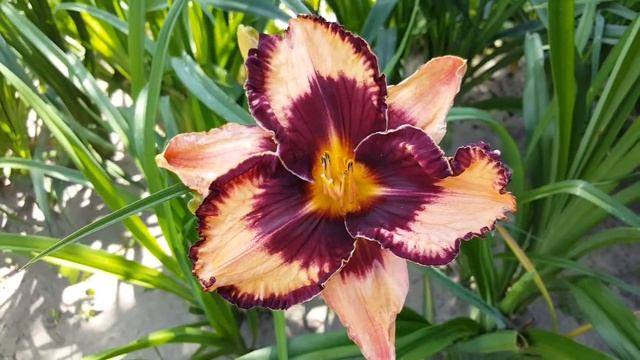 Лилейник Гэвин Петит . Hemerocallis Gavin Petit .