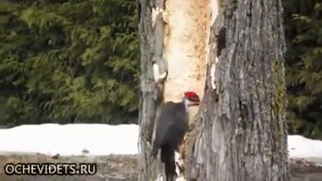 Дятел психанул смотреть онлайн