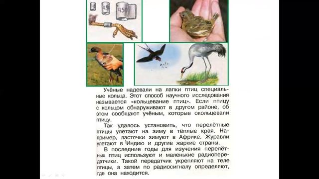 1кл.Окр.мир.Где зимуют птицы смотреть онлайн