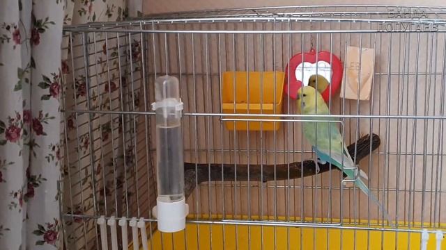 Приручение попугая. В игрушки играют даже взрослые попугаи ヅ смотреть онлайн