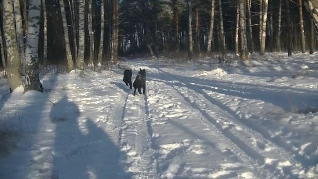 Грюнендаль, немецкая овчарка, зимний лес. смотреть онлайн