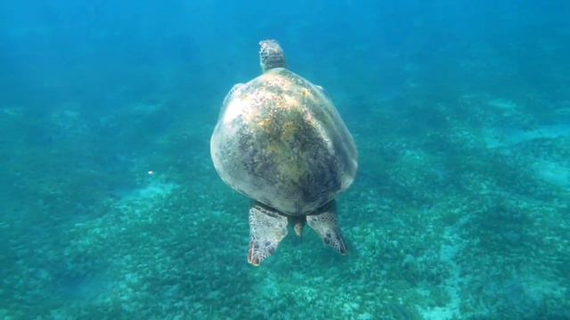 Underwater 8k Ocean Footage - Explore the Deep Blue смотреть онлайн