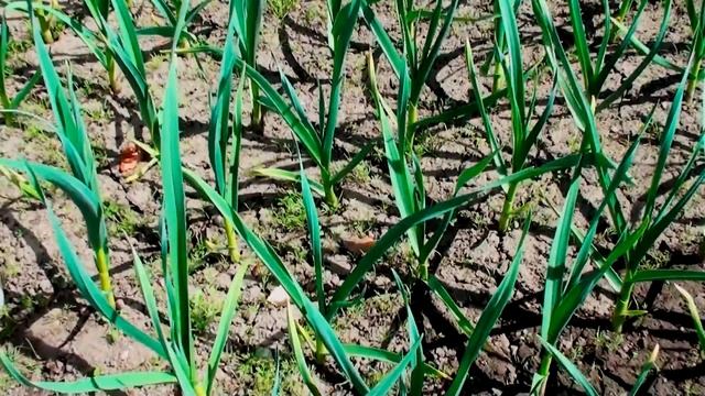 ЖЕЛТЕЕТ ЧЕСНОК - скорая помощь НАШАТЫРНЫЙ СПИРТ смотреть онлайн