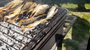 Ловля ставриды на новый спининг Favorite Exclusive/ Готовим ставриду на мангале. Коптим. Пробуем.