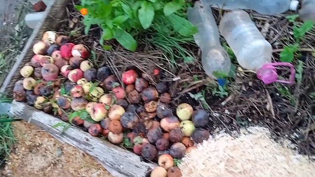 Полезное применение яблок в огороде смотреть онлайн