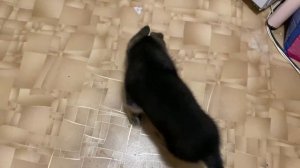 Моя Немецкая Овчарка, пример кормления, прививки, уши, какие команды знаем.