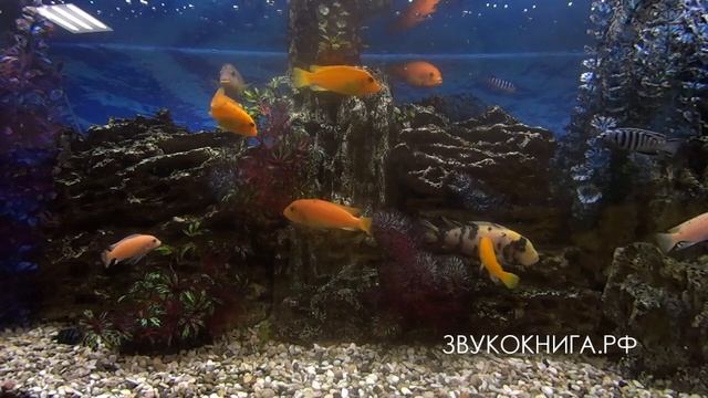 Цикл «Равновесие». Аквариум. Звукокнига.РФ смотреть онлайн