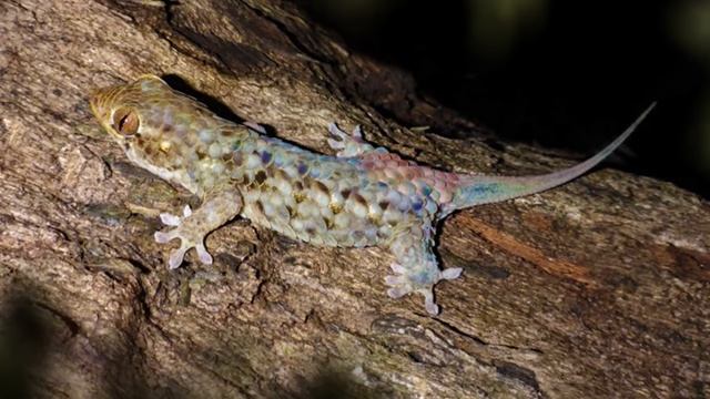 Никогда Не Забирай Это Изо Рта Ящерицы смотреть онлайн