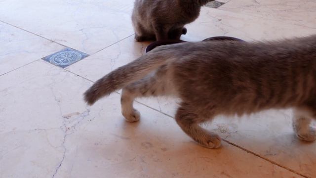 Нашел ДВУХ ОСИРОТЕВШИХ, очень КРАСИВЫХ КОТЯТ. смотреть онлайн