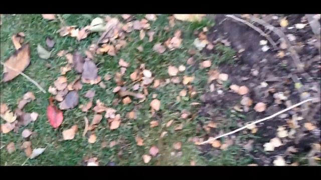 Крыжовник обрезка и размножение осенью. Подготовка к зиме смотреть онлайн