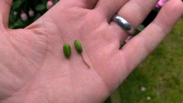 ? Caring For Fuchsia Hanging Basket - QG Day 78 ?