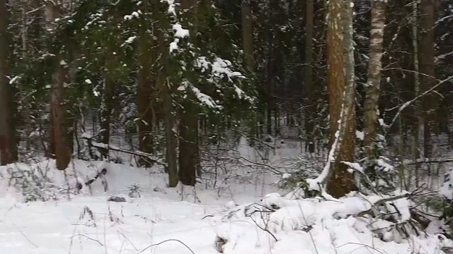 РУССКАЯ ЗИМА⛄Зима в Подмосковье ⛄Снежная романтика❄️гуляем с сыном смотреть онлайн