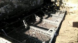 ⚫Посадка тюльпанов осенью |Чтобы тюльпаны не утонули в земле | Посадка тюльпанов в ящики