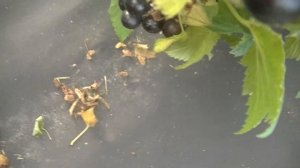 6-14-145 гибридная форма черной смородины. Крупнее не бывает!