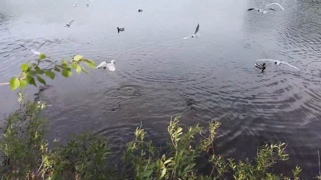Утки, селезни и чайки на реке Кама. Пермь. Ducks, gulls, doves drakes on the Kama river, Perm смотреть онлайн