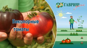 Биколорные томаты. Новинки.