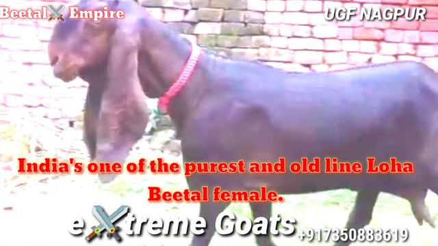One of the best, purest Beetal goat on this planet смотреть онлайн