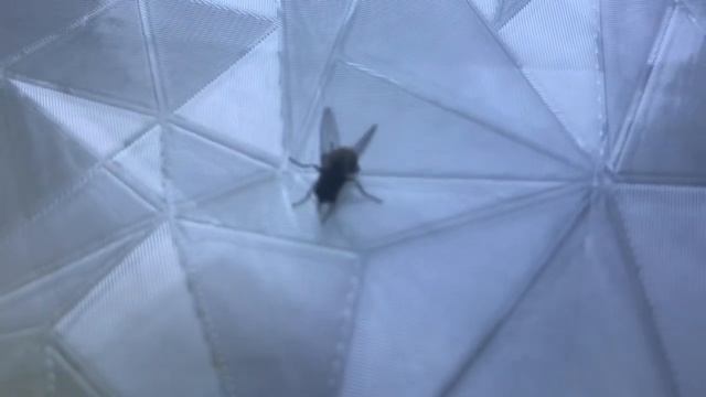 Обзор на живую муху - целая, но без души смотреть онлайн