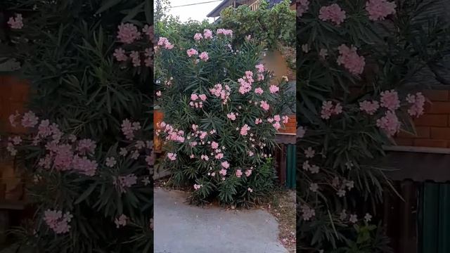 Олеандр ,огромный на юге ...красивый смотреть онлайн
