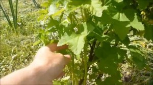 Формируем смородину на штамбе - часть 1