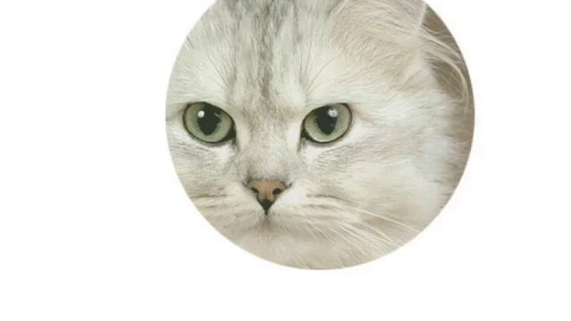 Красивые кошки смотреть онлайн