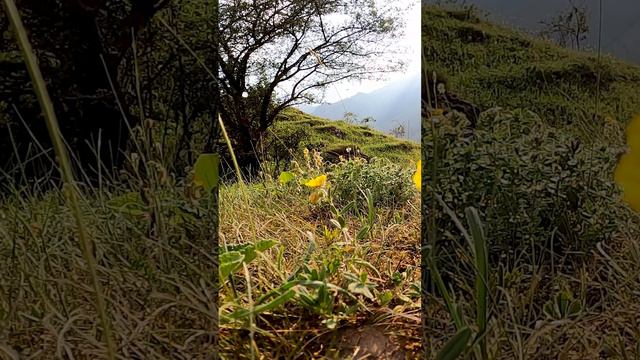 Mountain Flowers and Sounds of Mountain Nature смотреть онлайн