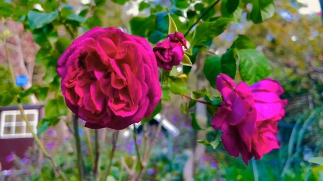 Rosa ‘Young Lycidas’ in December смотреть онлайн