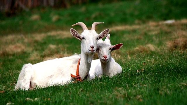 Козы - интересные факты смотреть онлайн