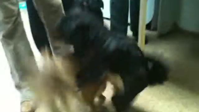 Грифонья тусовка смотреть онлайн