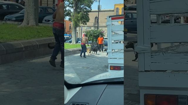 Погода прокачал навык «друг животных" смотреть онлайн