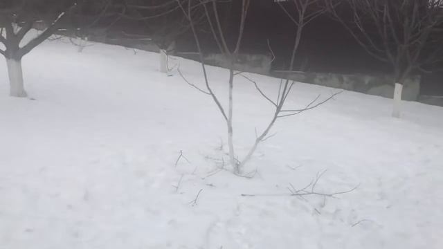 Хурма зимой в саду, февраль 2018 год смотреть онлайн