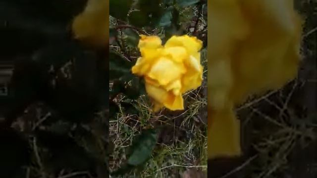 Мой сад// Как я защищаю свой сад от птиц смотреть онлайн