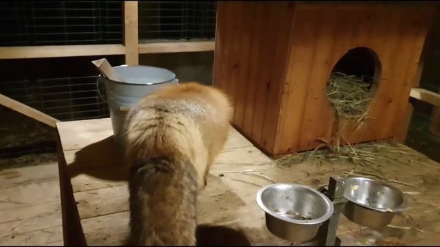 ЛИ СЯО. Алиса - Лиса. Лиса ругается на собак из-за раскопанной нычки. смотреть онлайн