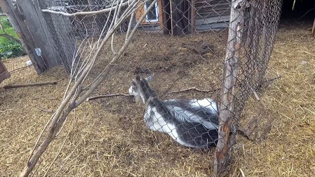 Кто остался из козлят смотреть онлайн