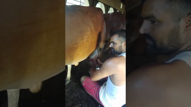 ДОИМ КОРОВУ КОТОРАЯ ЛЯГАЕТСЯ смотреть онлайн