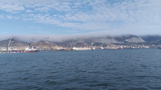 природа чайки утки порт набережная VID_20181220_132524