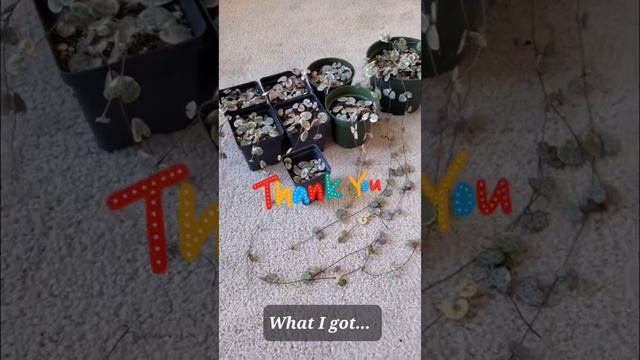 Ceropegia woodii variegata a.k.a Variegated String of Hearts #shorts смотреть онлайн