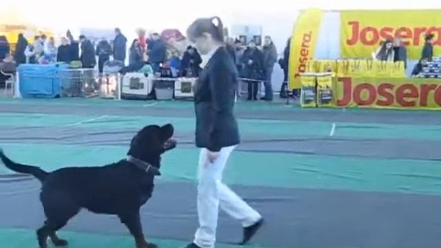Rottweiler смотреть онлайн