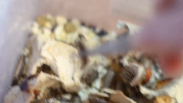 ЧЕМ КОРМИТЬ ЭУБЛЕФАРА?КАК ЧАСТО И КЕМ КОРМИТЬ ПЯТНИСТОГО ЭУБЛЕФАРА?ТАРАКАНЫ?!СВЕРЧКИ?!MY ANIMALS смотреть онлайн