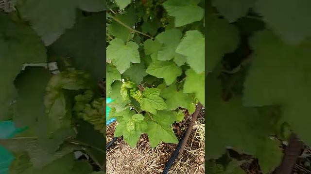 Капельное орошение у меня в огороде, май 2019 г.