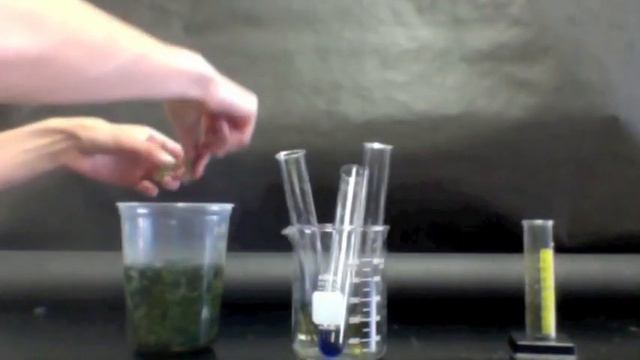 Photosynthesis and Respiration in Plants смотреть онлайн