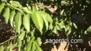 Черешня на Всл  2 или Гизелле