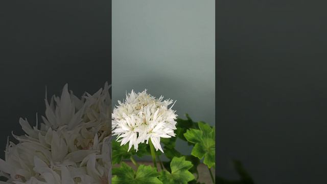 Пеларгонія Vectis Snow смотреть онлайн