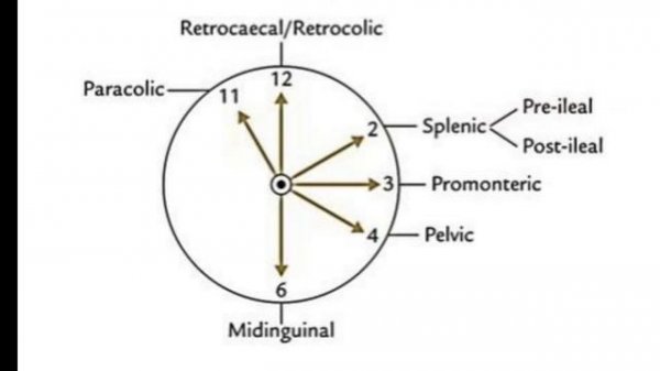 Anatomy of Appendix | Complete Anatomy