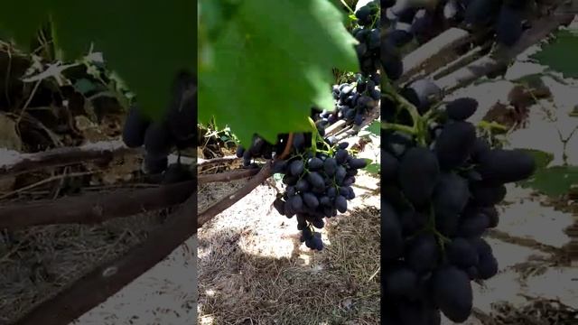 Виноград Богатяновский, Надежда АЗОС,Памяти Учителя,Скарлет Рояль 2019 смотреть онлайн