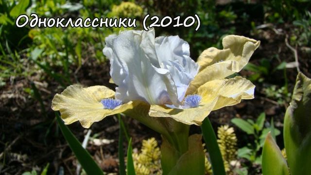 Карликовые ирисы Сергея Локтева смотреть онлайн