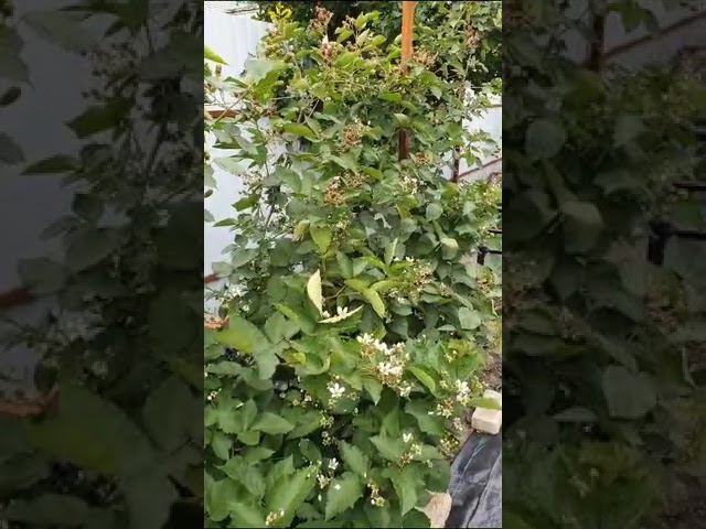 Зал славы. прекрасные результаты выращивания ежевики у нашего покупателя. Землякам привет. смотреть онлайн