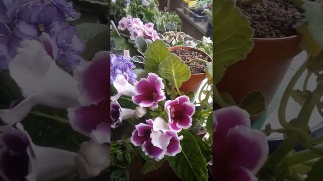 Глоксиния на 2 ветке смотреть онлайн