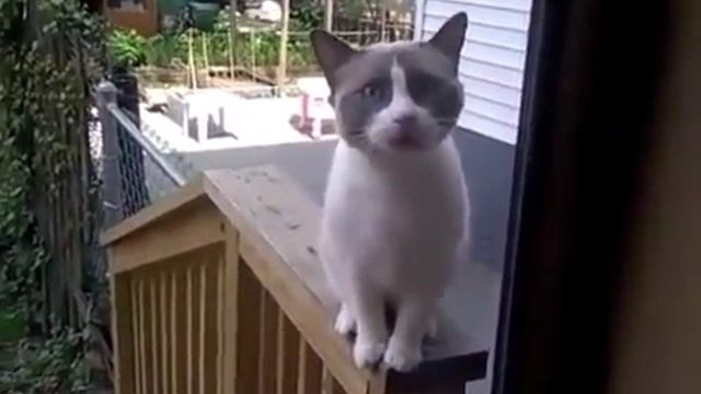 Пьяный кот пытается что то сказать! Улёт! Дико смешно!